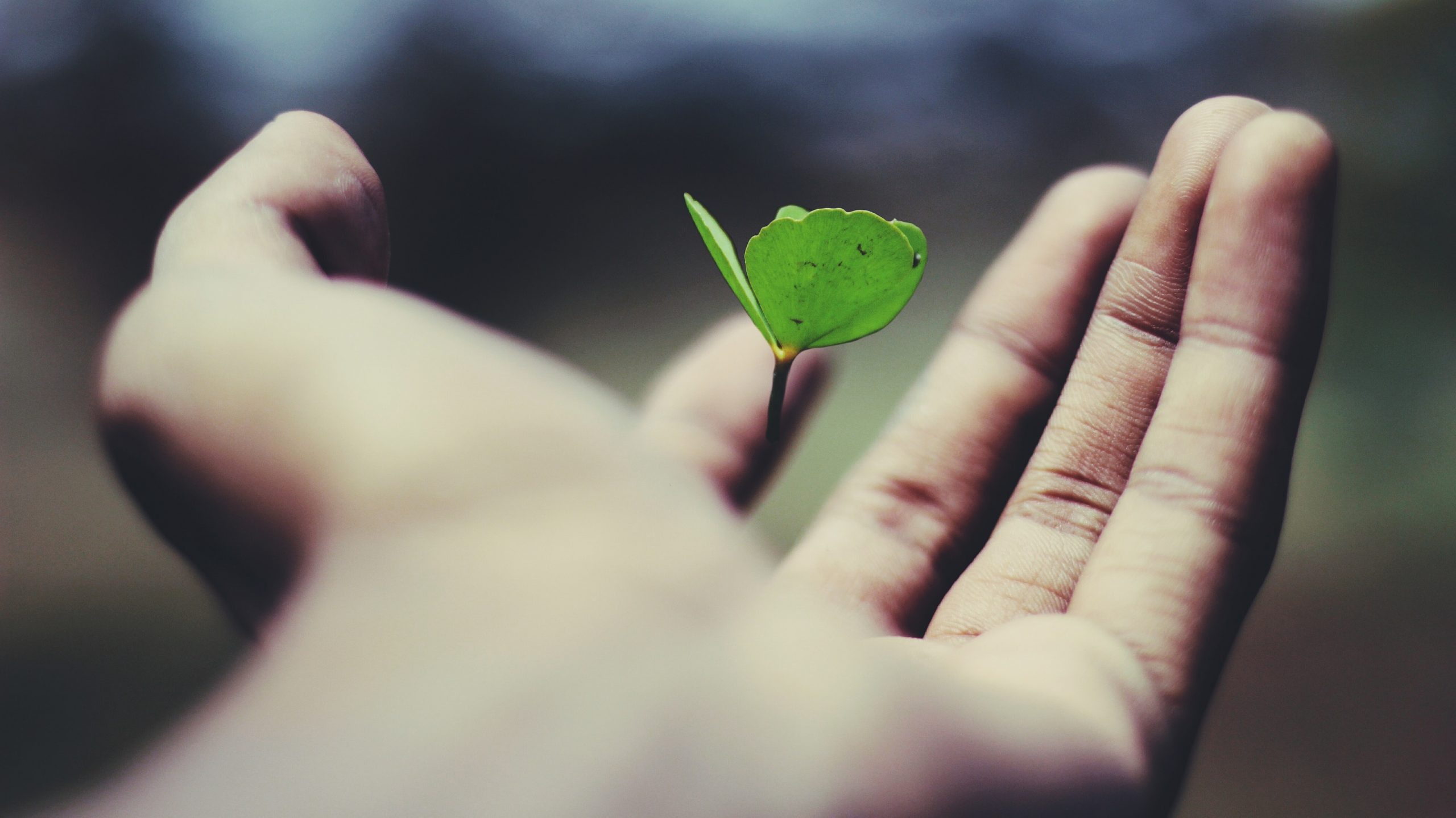 Mental health and wellbeing pages